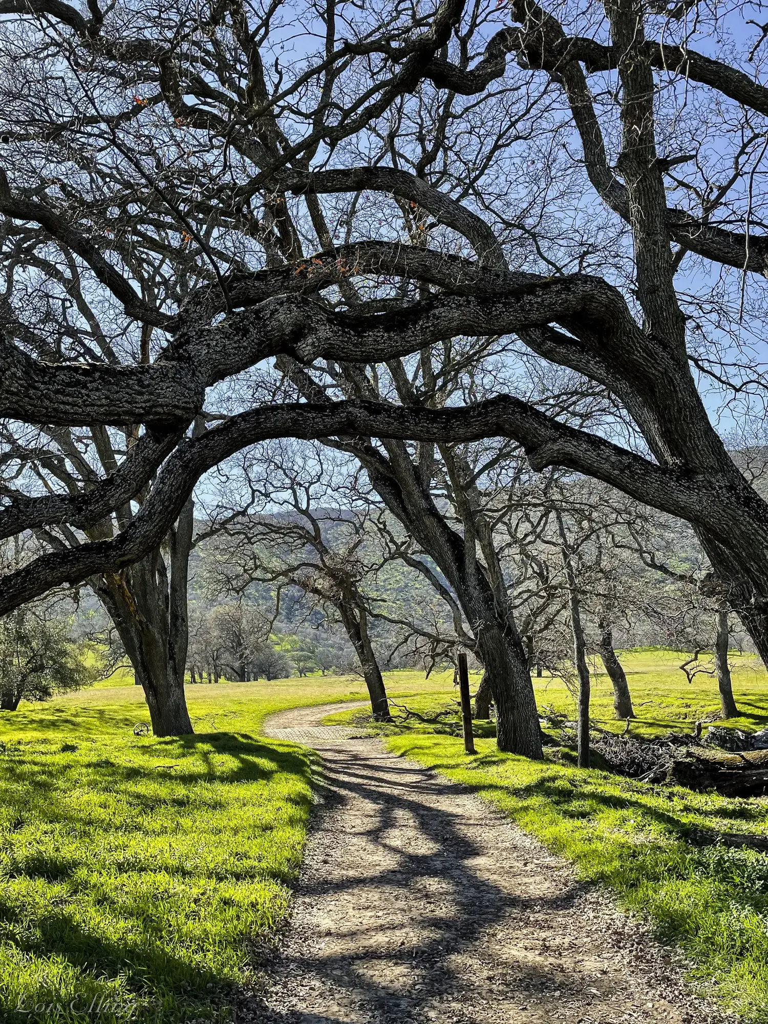 A winding path through a grove of gnarled, bare trees on a sunny day.