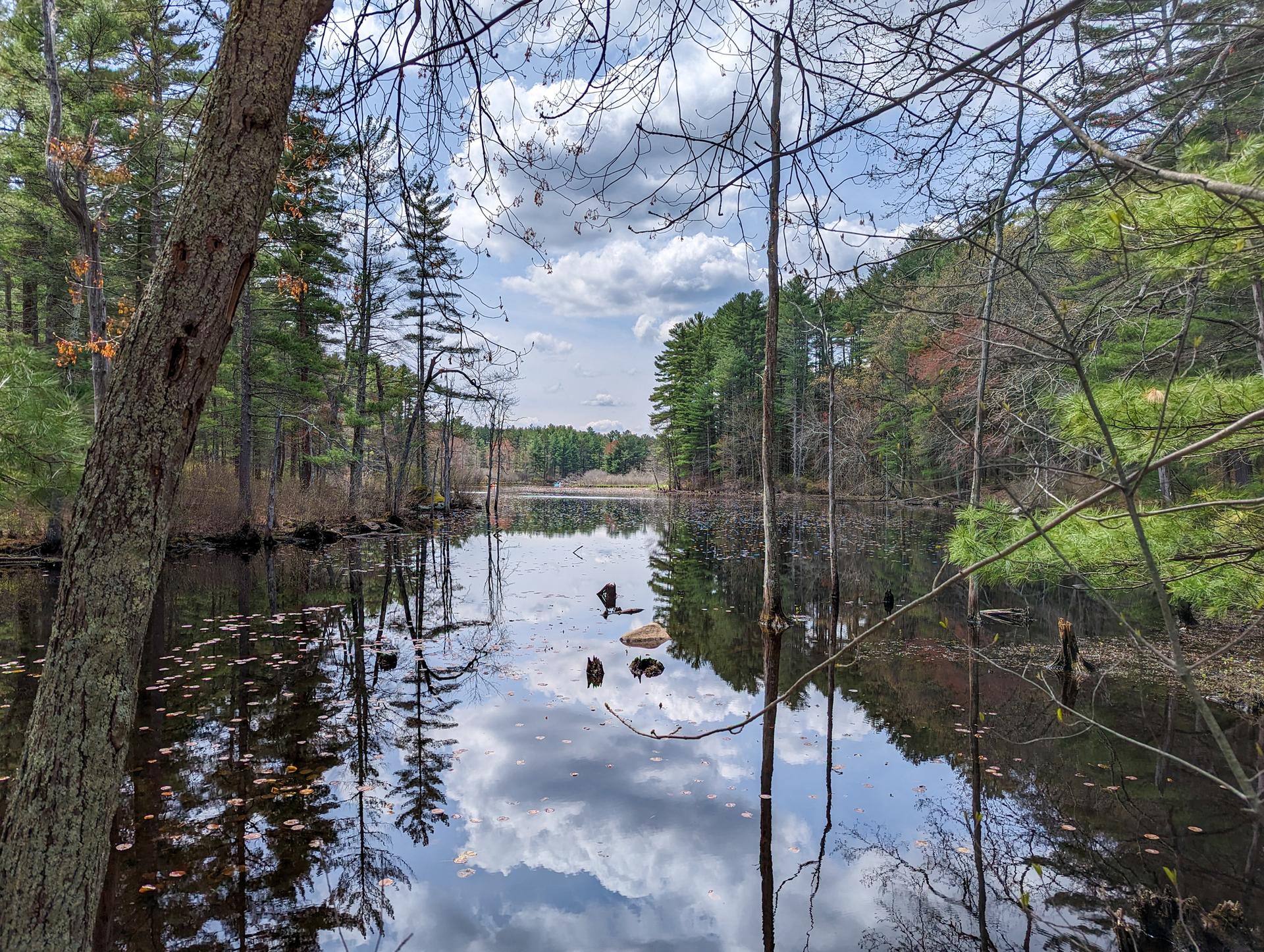 A calm body of water reflects a cloudy sky and surrounding trees.