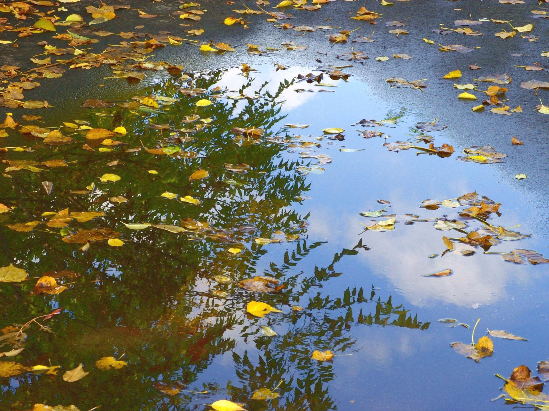Puddle reflecting blue sky and trees, covered with yellow autumn leaves.