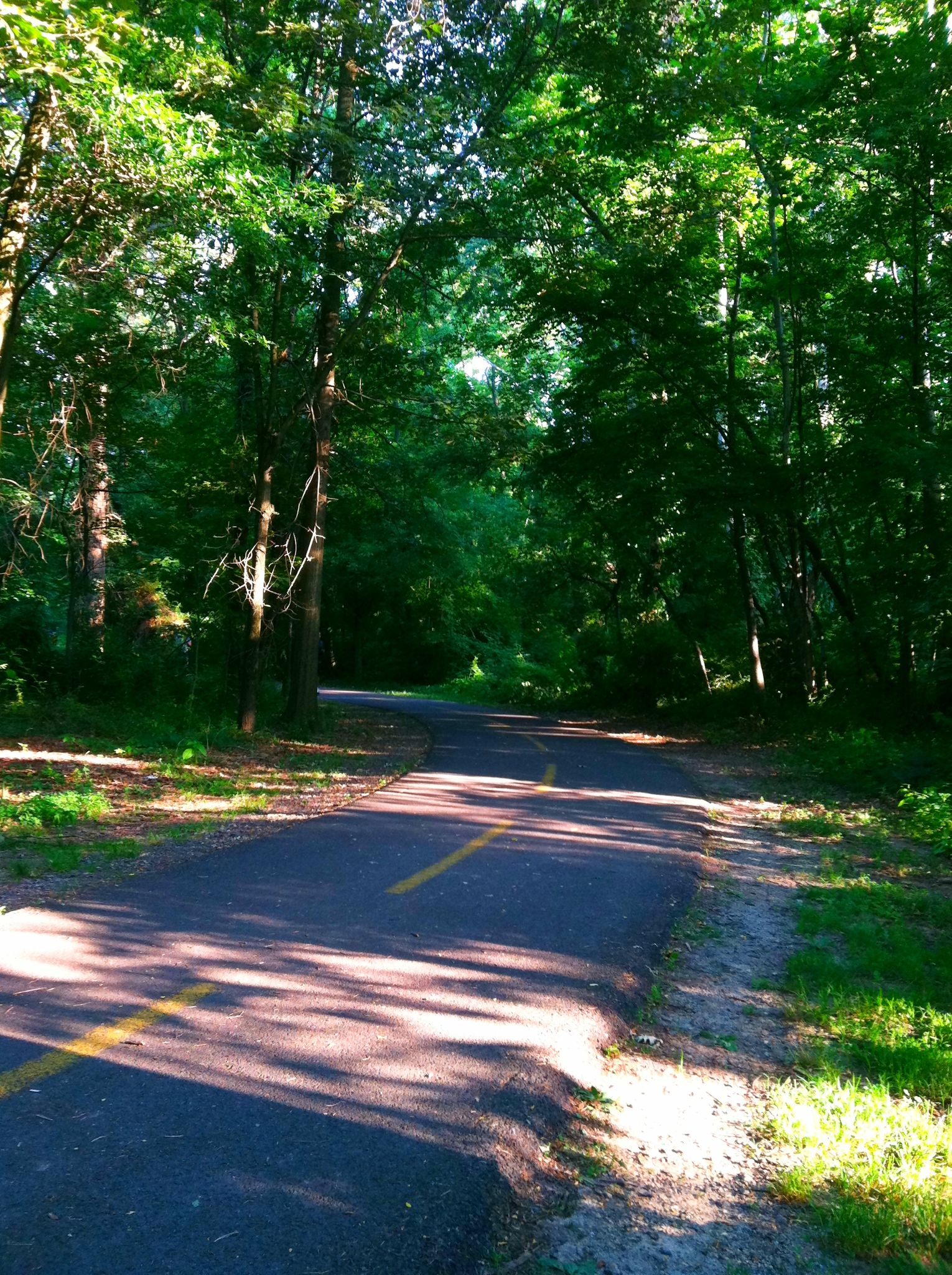 Sunlit paved path winding through a vibrant green forest. - Lubber Run Trail