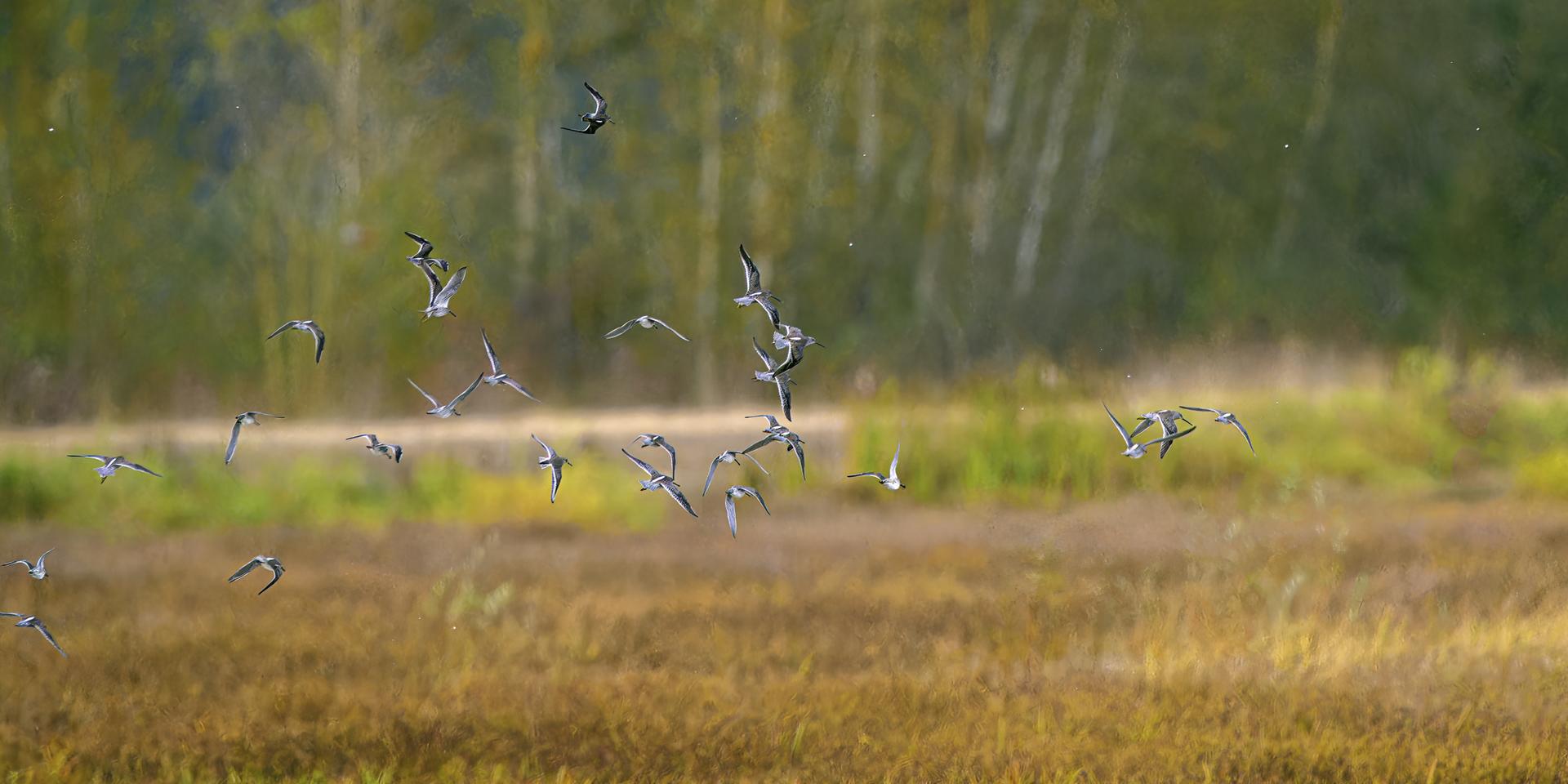 A flock of small birds flies over a marshy field with green trees.