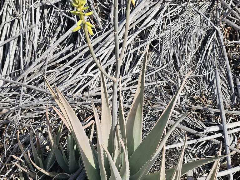 Aloe-Vera-Plantage  Wander- & Radrouten | Komoot