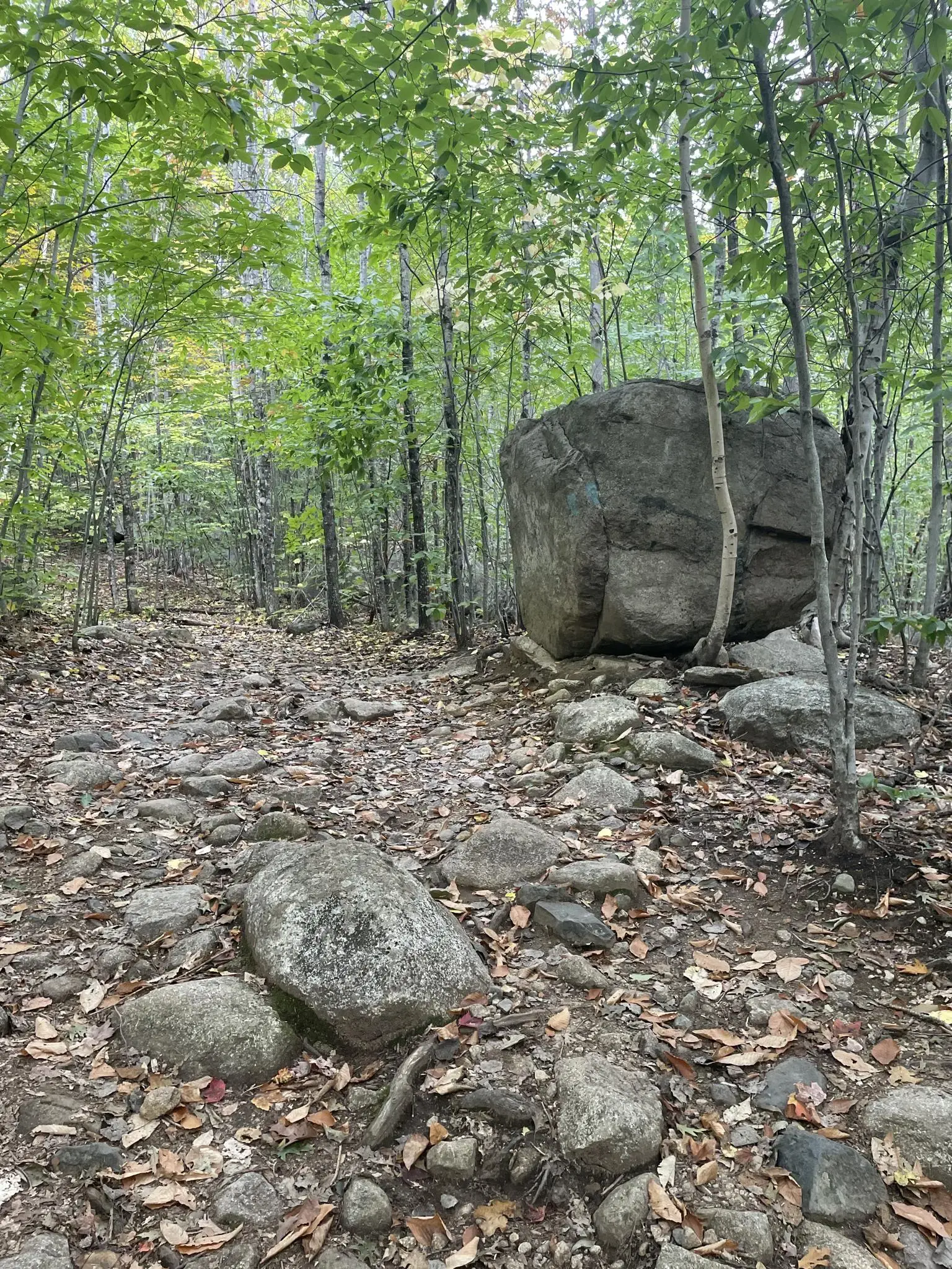 Rocky forest path winding through green trees with a large boulder.