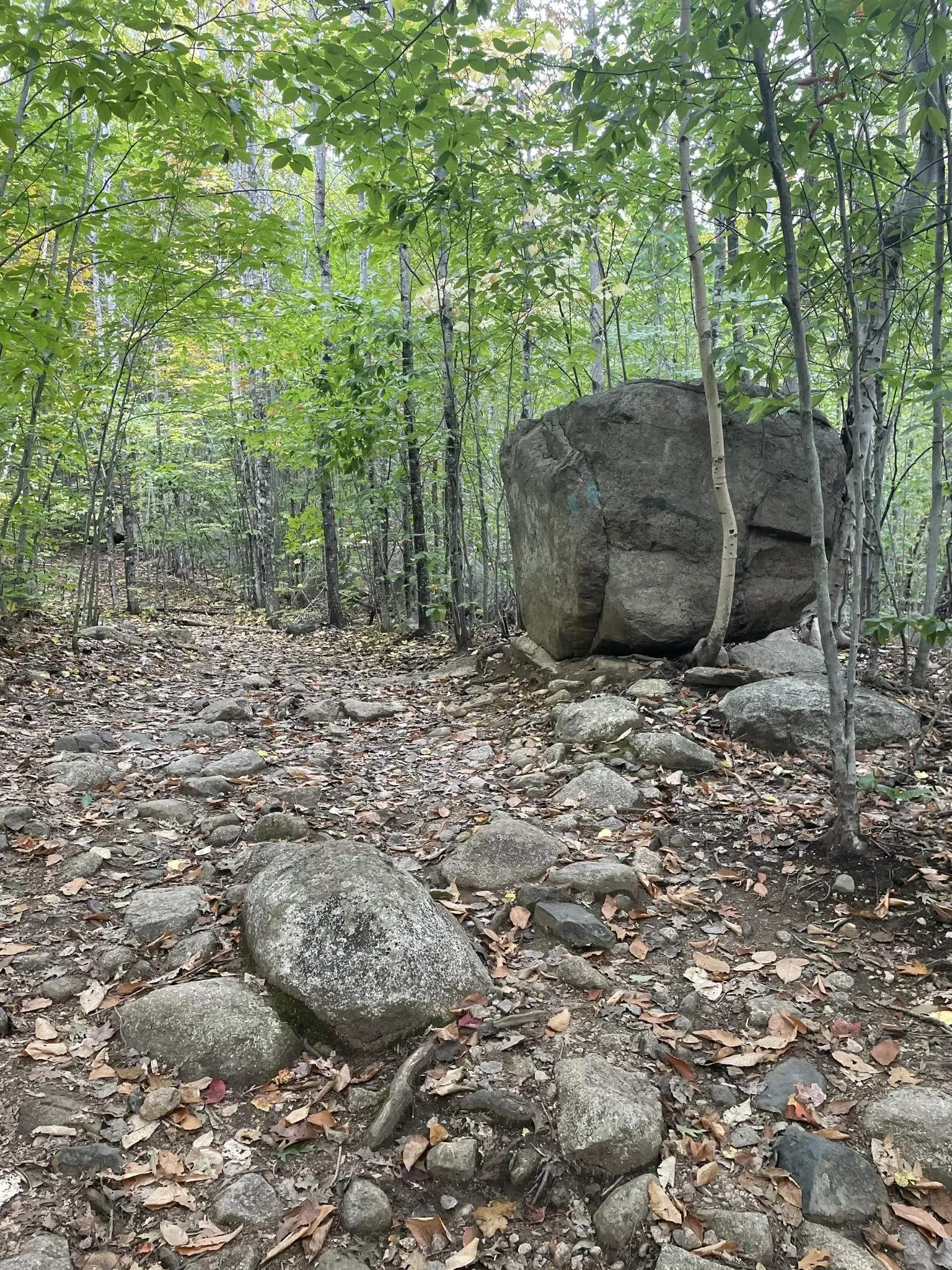 Rocky forest path winding through green trees with a large boulder. - Ledges Trail loop from Moose Pond