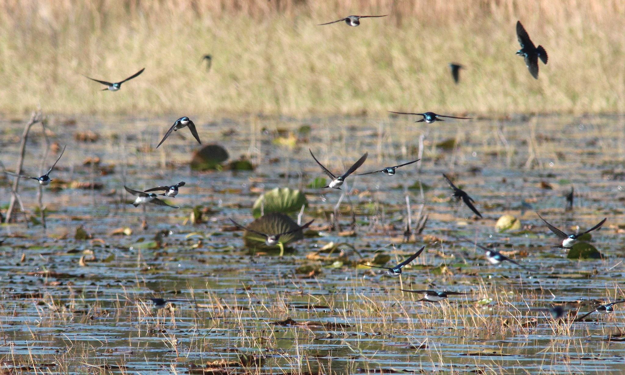 Numerous small birds fly low over a sunlit wetland with green vegetation. - Savage/Christmas Creek Preserve from Titusville via Buck Lake Conservation Area loop