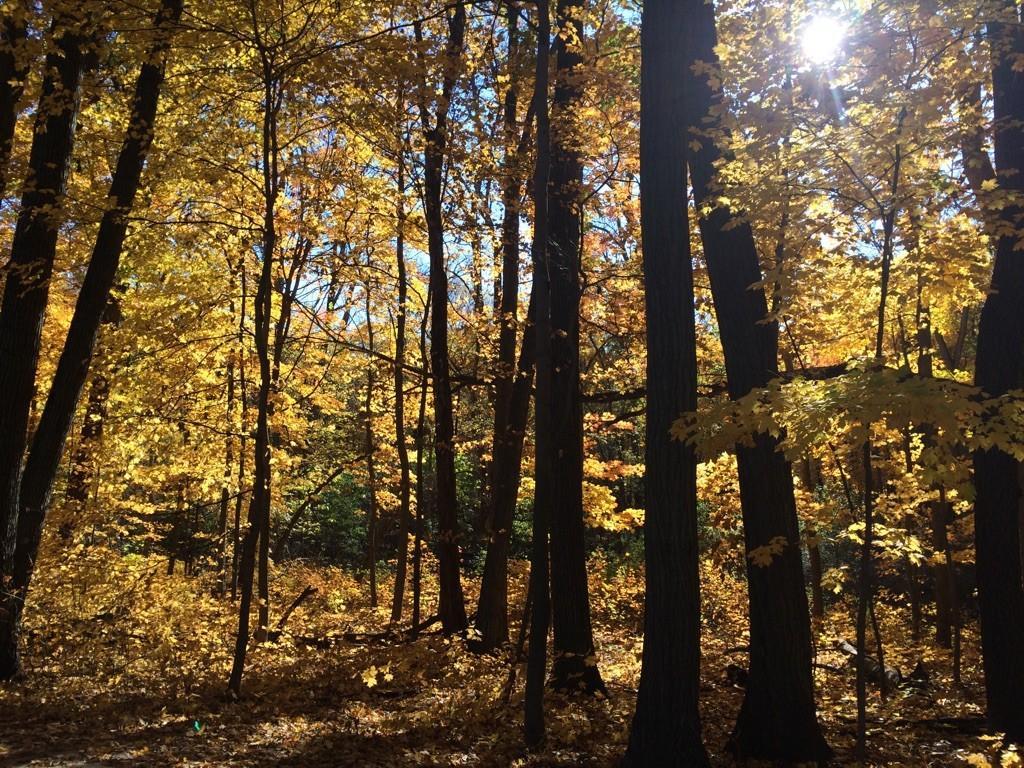 Sunny forest with tall trees and vibrant yellow autumn leaves.