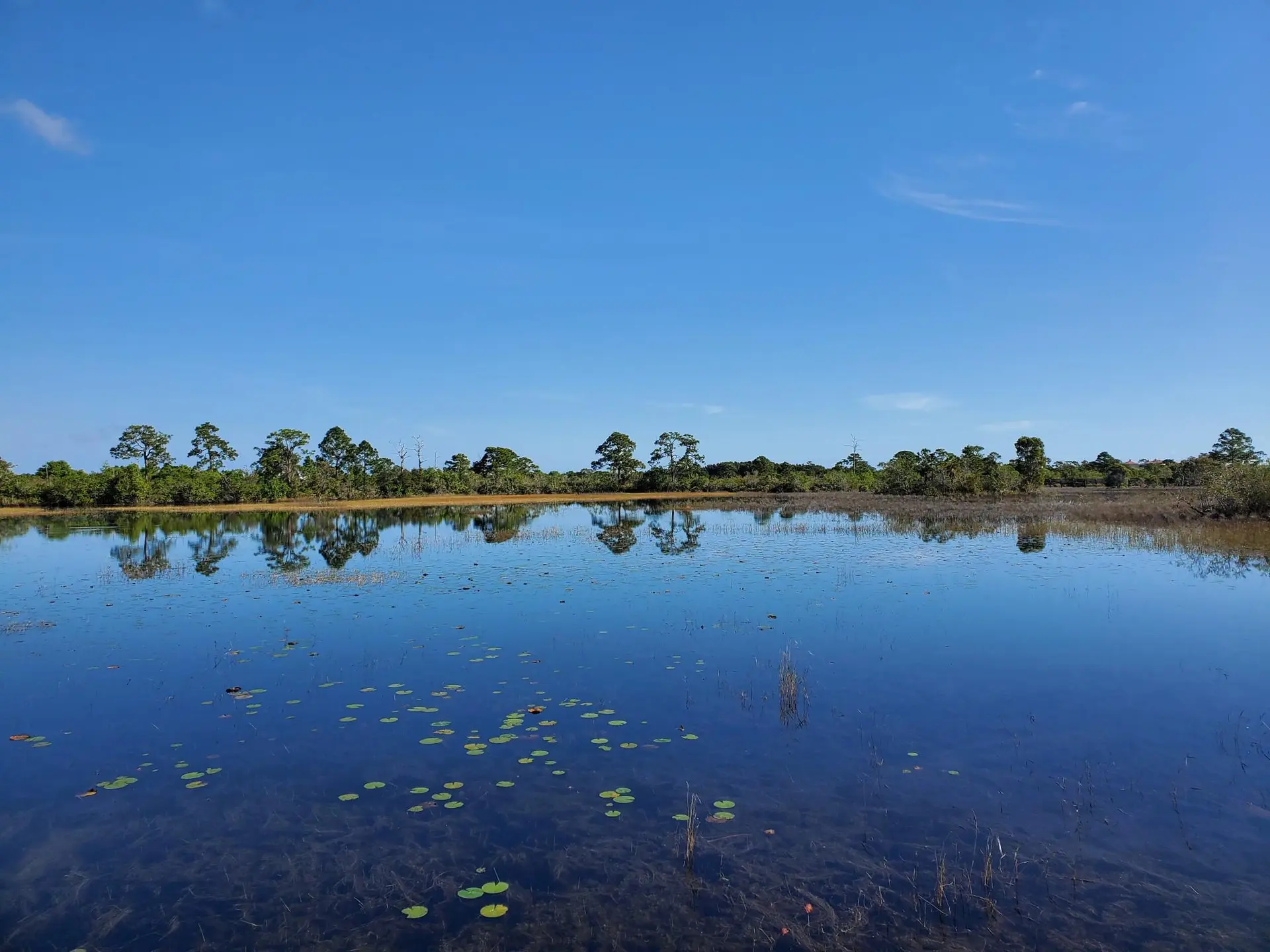 A calm lake reflects a line of trees under a clear blue sky.