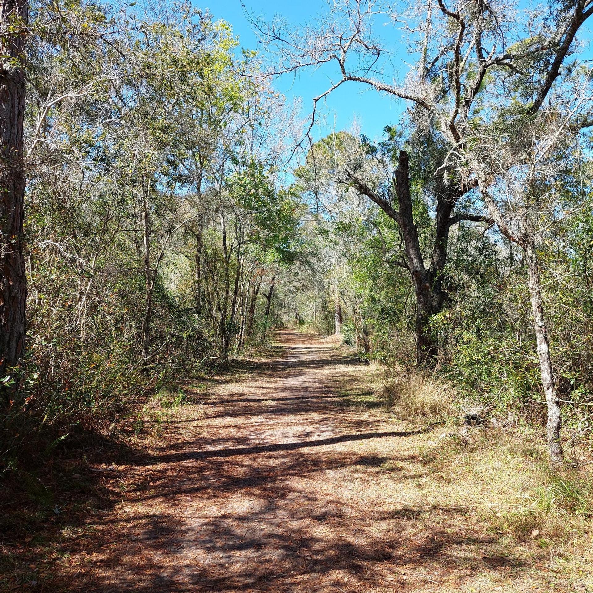 Shaded dirt path through a dense forest with dappled sunlight.