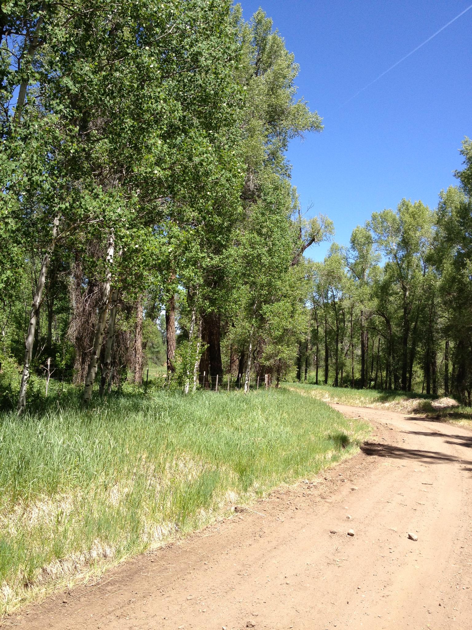 A sunny dirt road winds past green grass and tall trees under a blue sky.
