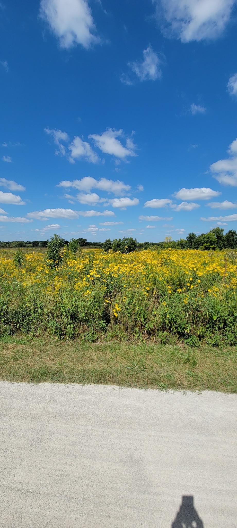 Bright field of yellow wildflowers under a blue sky, person's shadow visible.