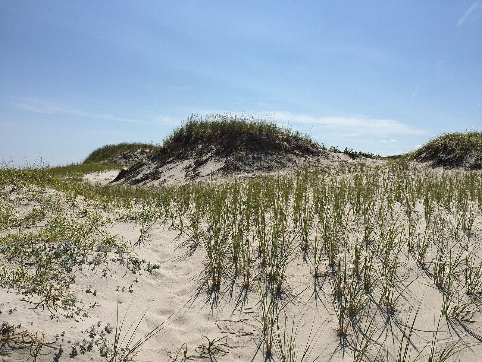 Sunny view of sandy dunes covered with sparse green grass under a blue sky.