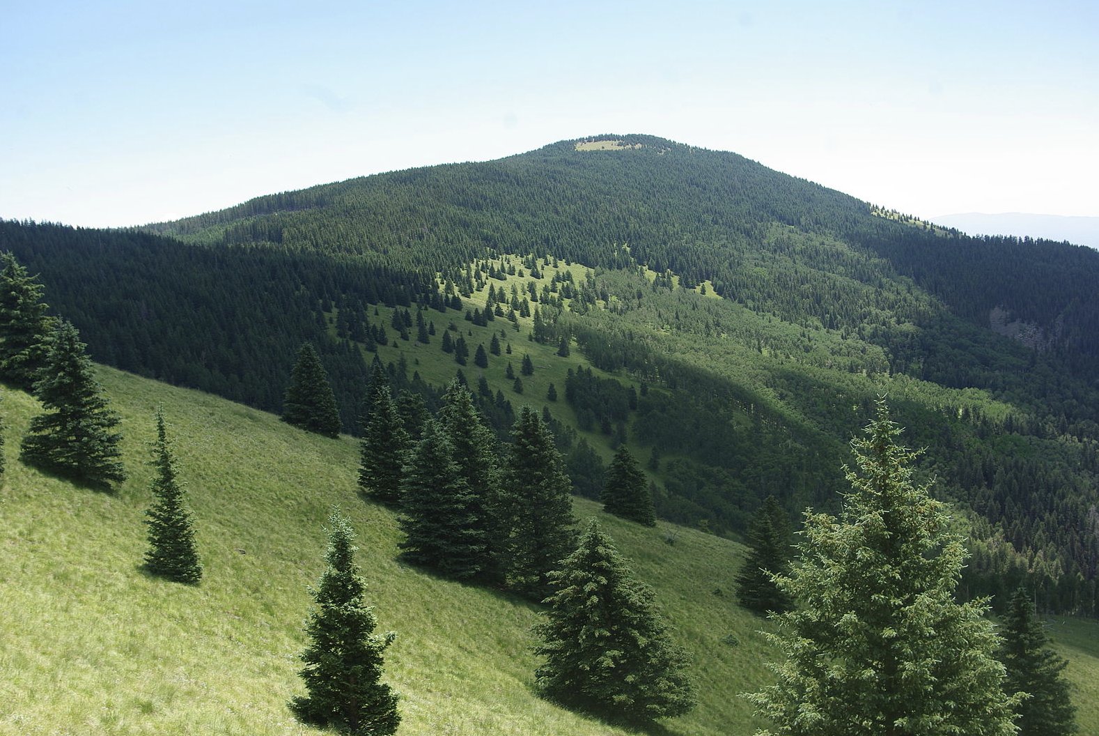 Sunlit mountain covered in dense evergreen forest with grassy slopes.