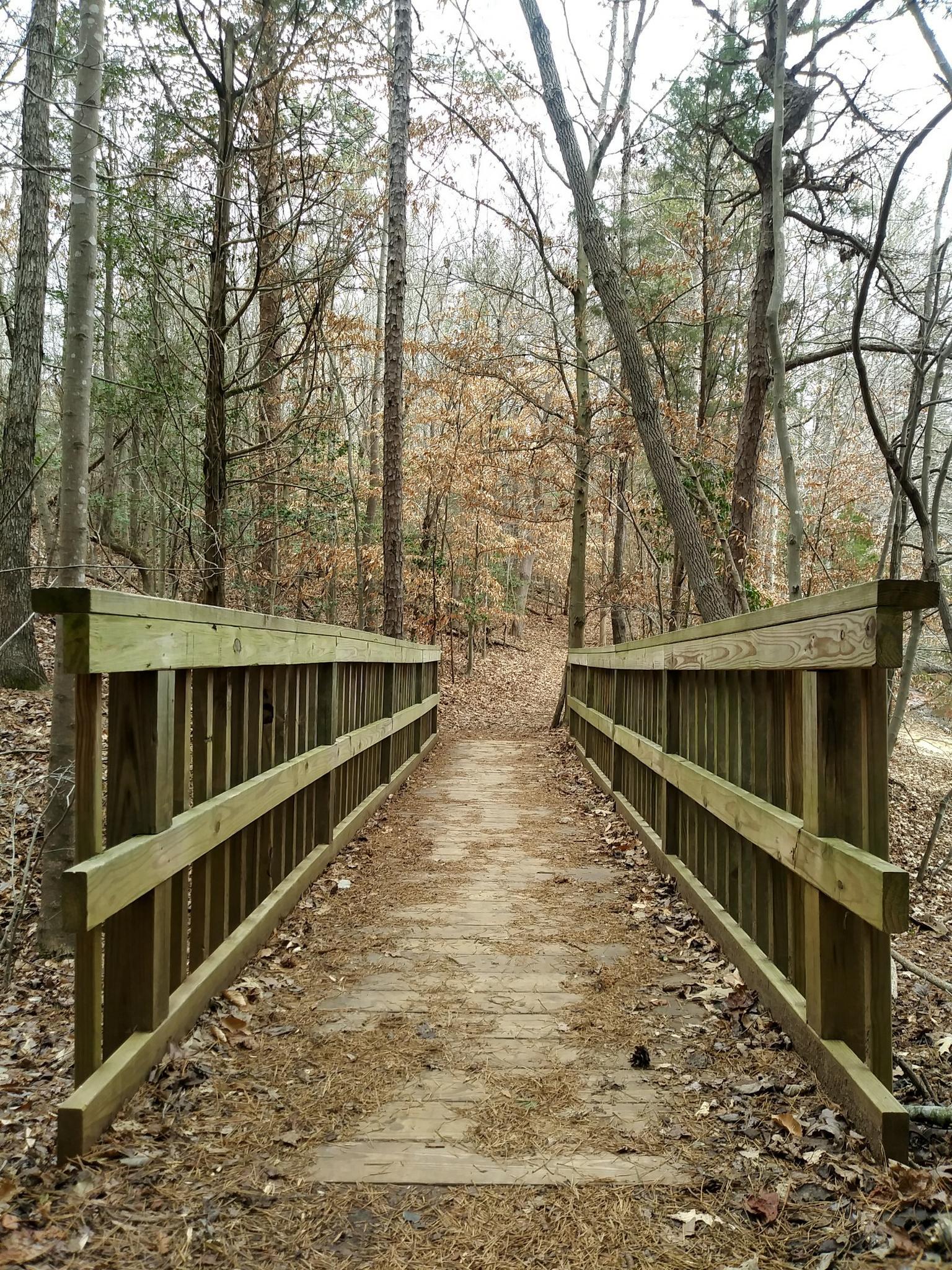 Wooden footbridge extending into a forest with bare trees and fallen leaves.