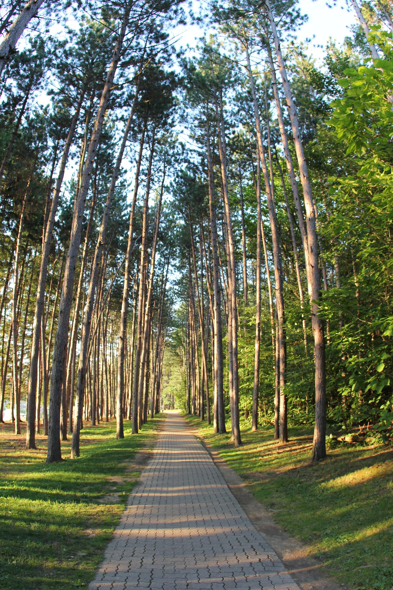 Paved path winding through a dense, sunlit forest of tall pine trees.