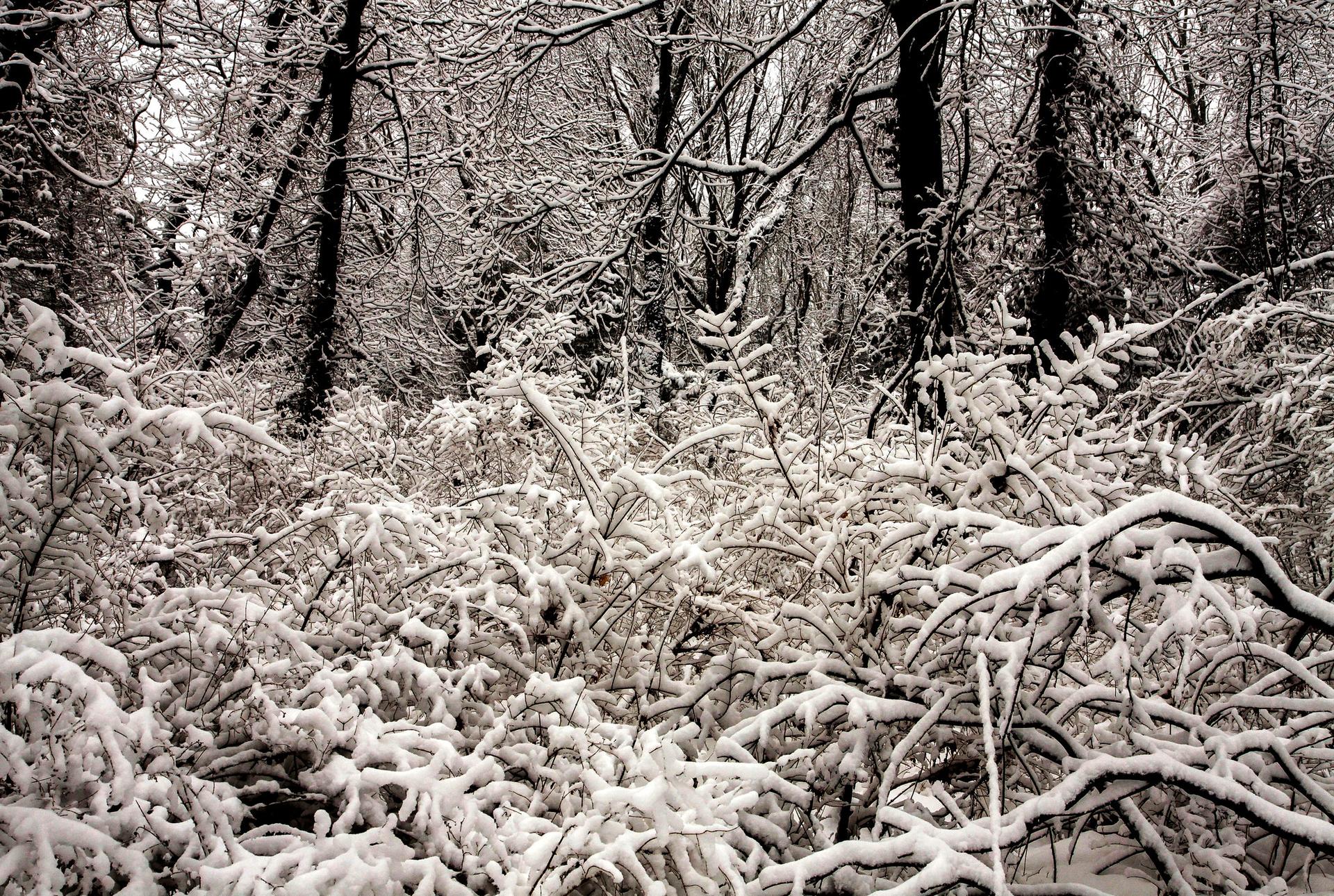 Dense forest covered in fresh snow, creating a serene winter landscape.