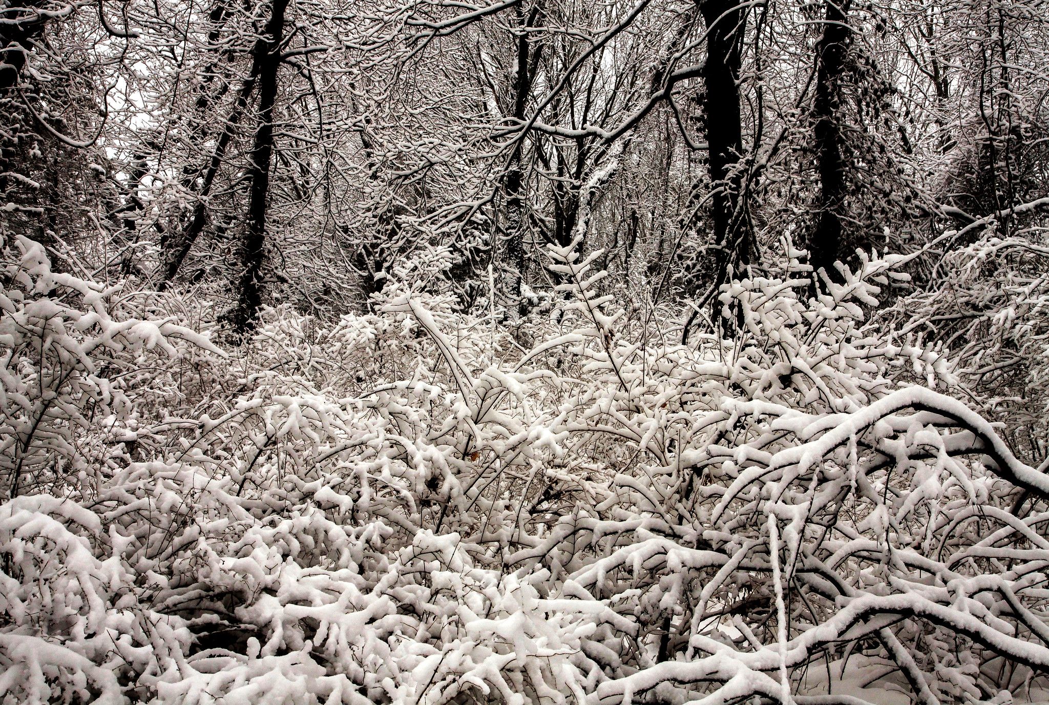 Dense forest covered in fresh snow, creating a serene winter landscape. - Blackall Ballou Preserve Blue and Yellow Loop