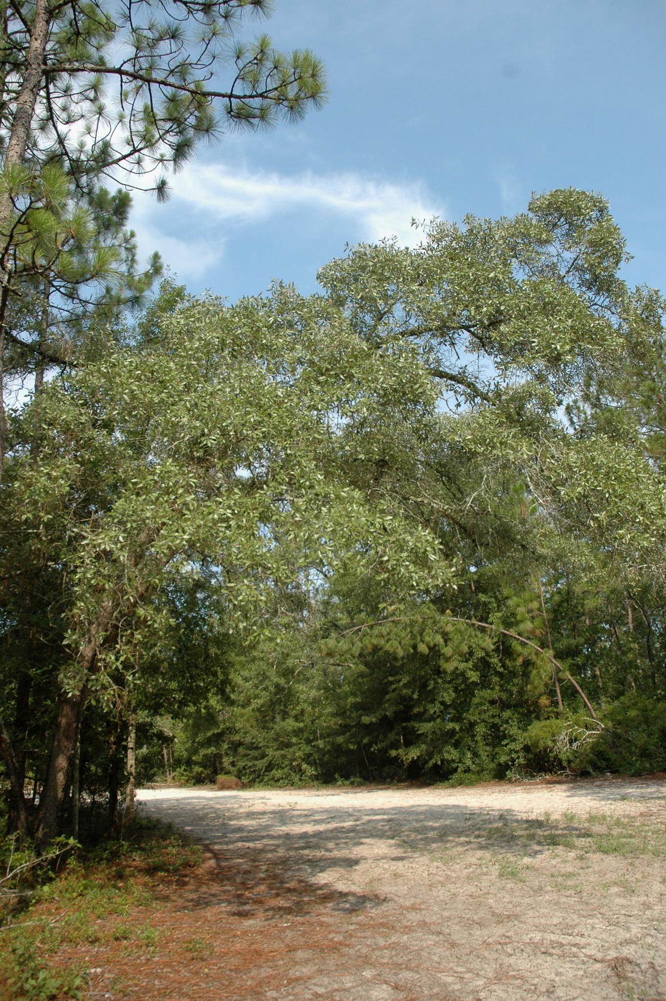 Bright daylight illuminates a large leafy tree beside a dirt path in a forest.