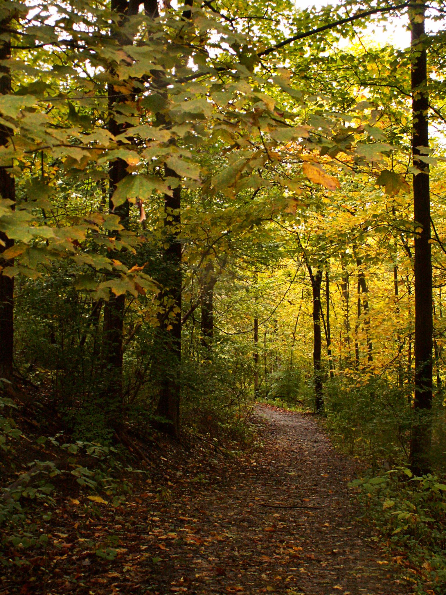 A winding dirt path through a sunlit autumn forest with colorful leaves.
