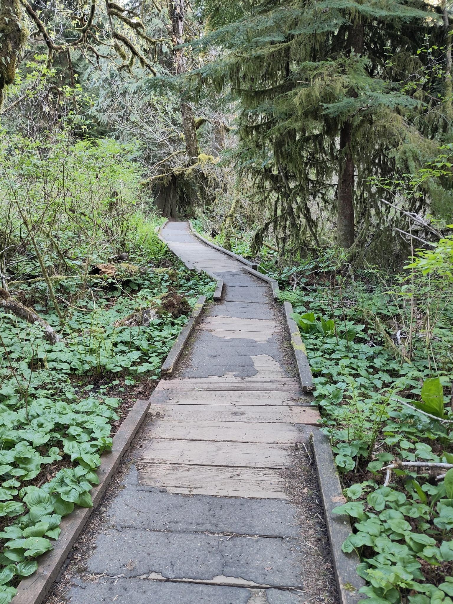 A wooden boardwalk path winds through a lush, green forest under diffused light.