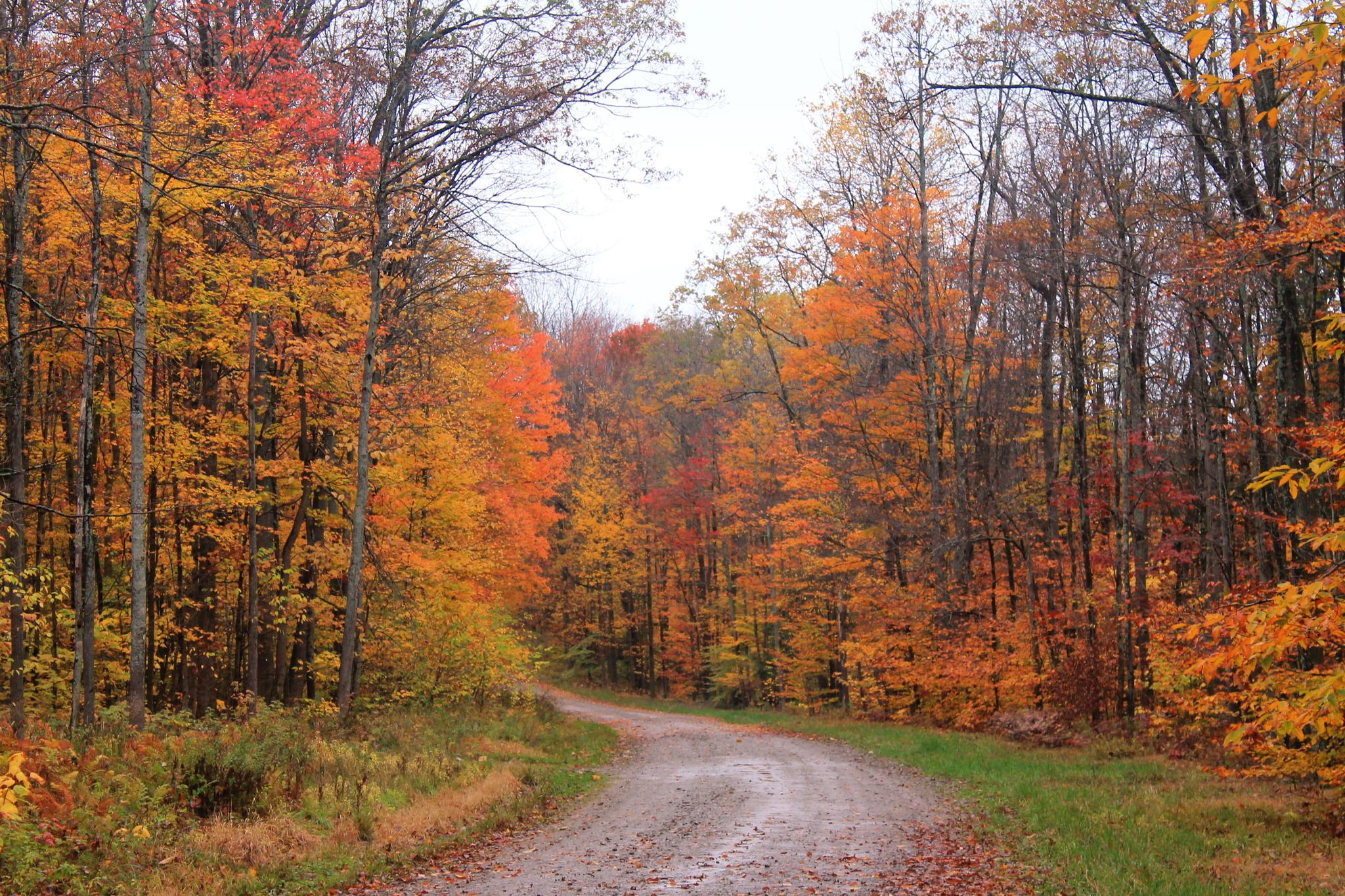 A dirt road winds through a vibrant autumn forest under soft light.