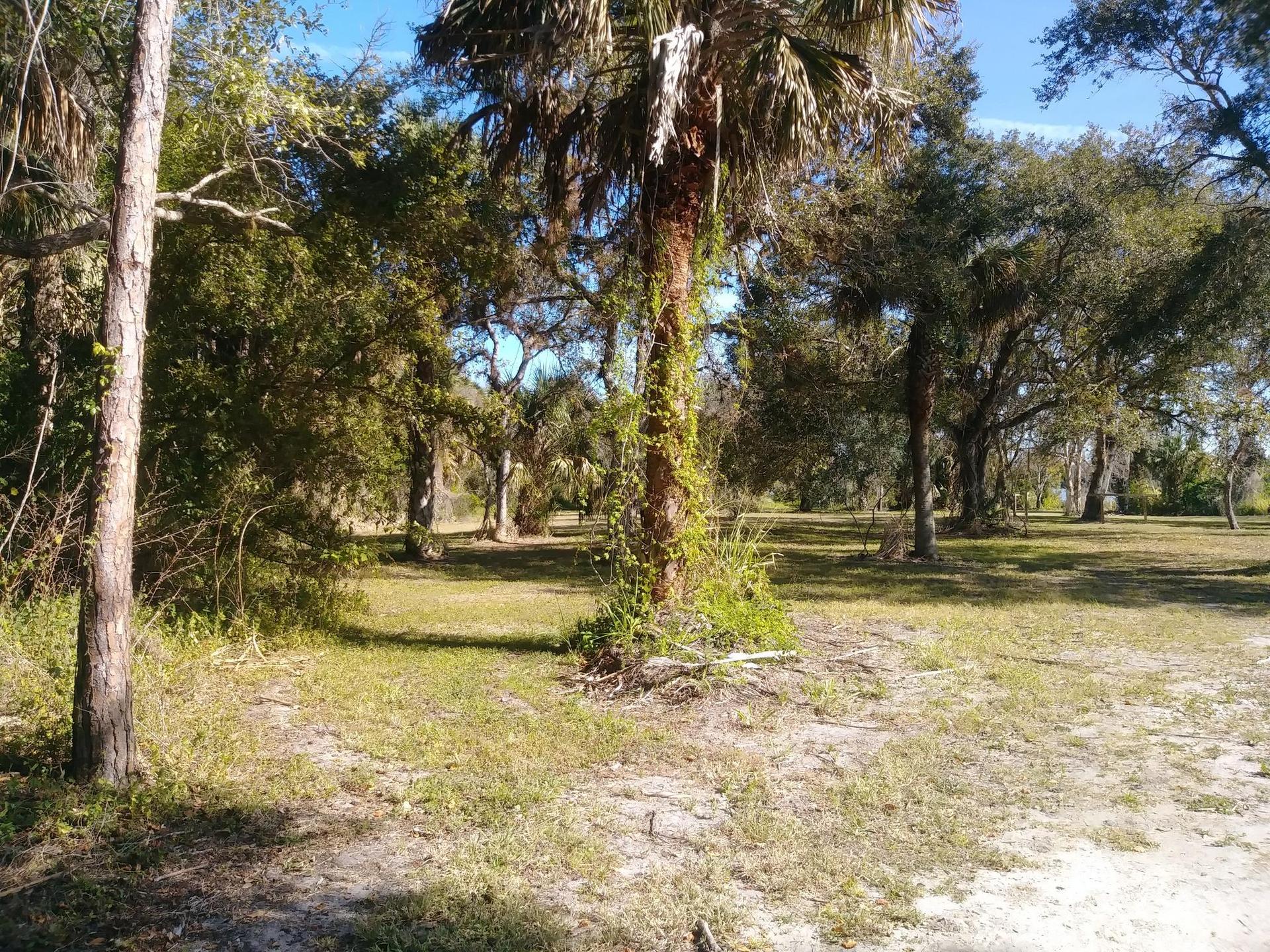 Sunny clearing with palm trees and dense forest in the background.