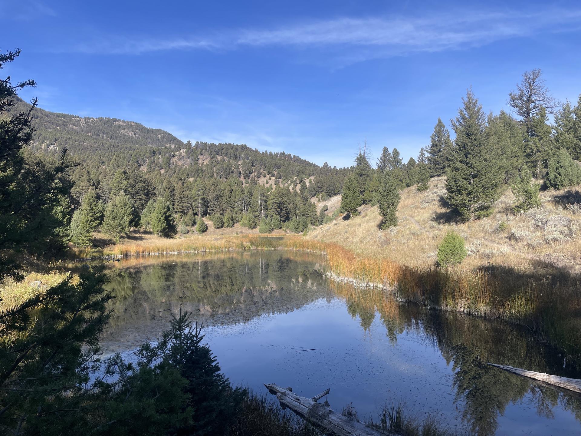 Calm lake reflecting pine trees and mountains under a clear blue sky.