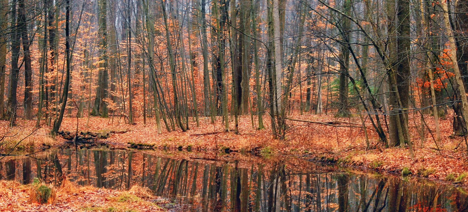 Autumn forest with a stream reflecting bare trees and orange leaves under soft light.