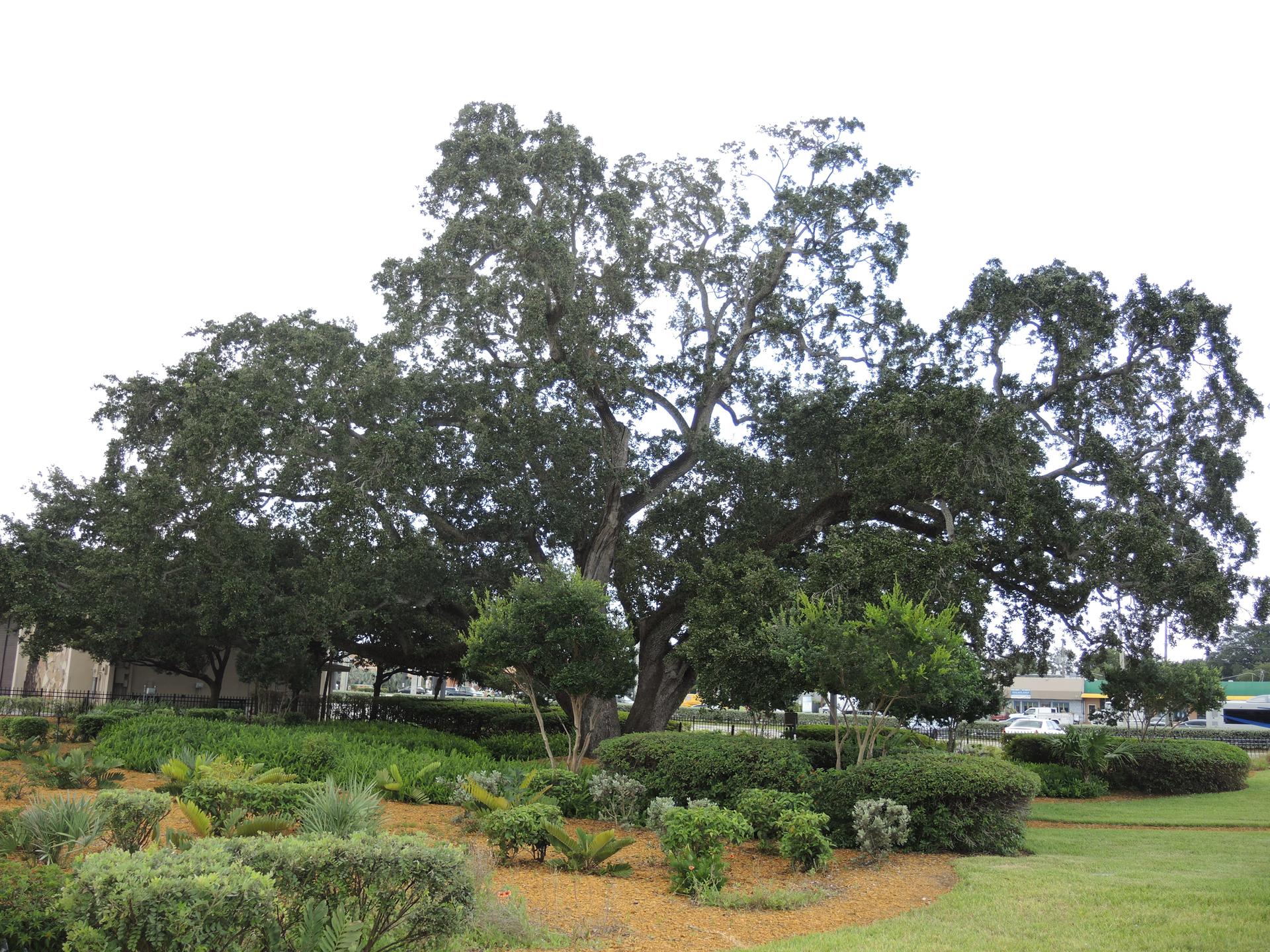Massive old tree dominates a landscaped garden under bright sky.