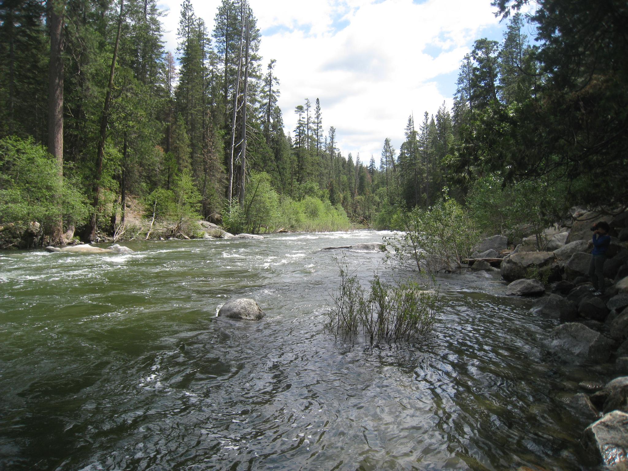 Wide, rushing river flowing through a dense, green forest.