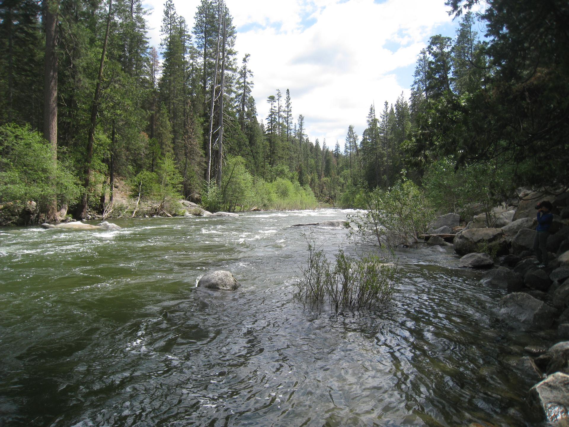 Wide, rushing river flowing through a dense, green forest.