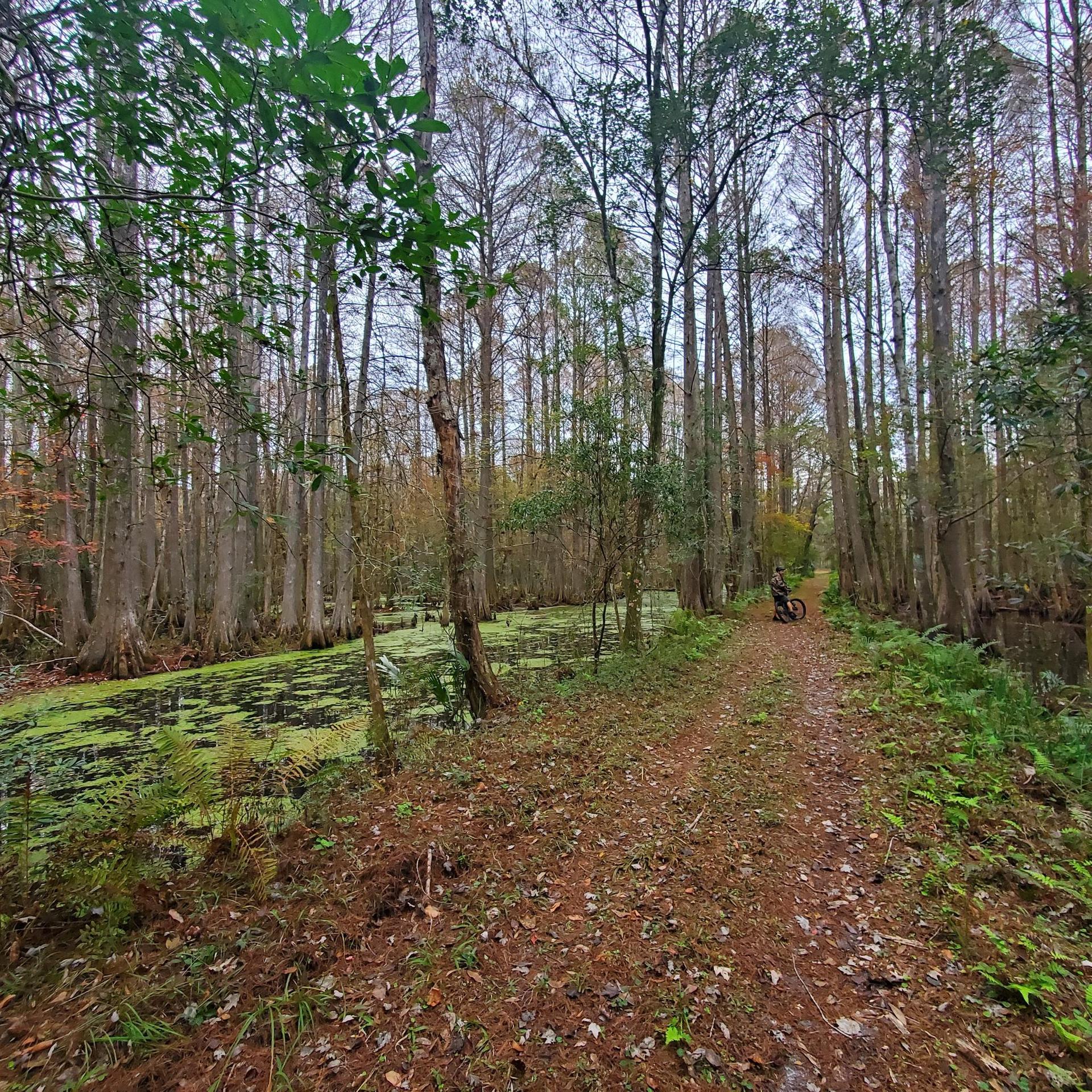 Dirt path through a dense, green swamp forest with a parked bicycle.