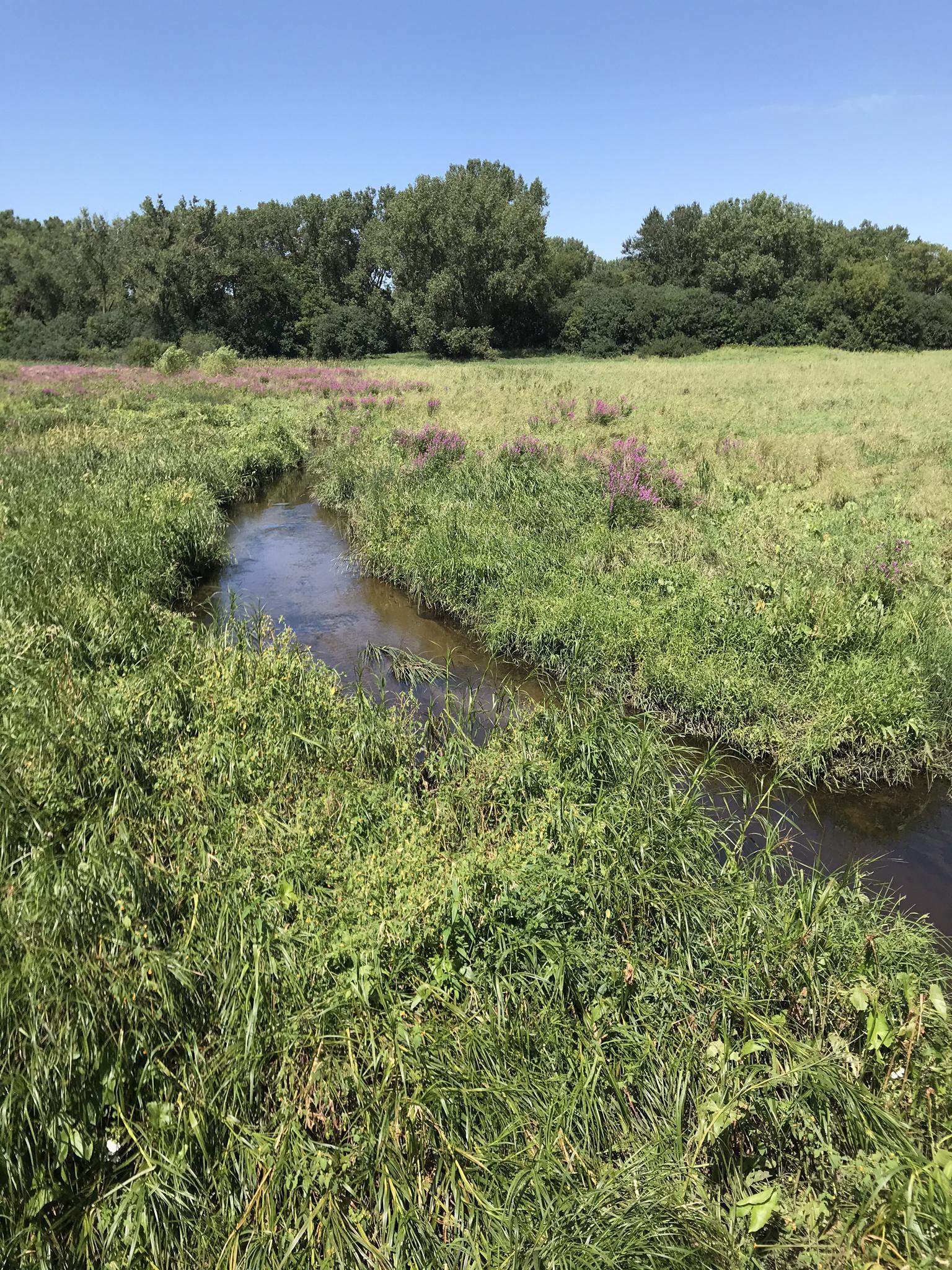 A small stream meanders through a vibrant green meadow under a blue sky.