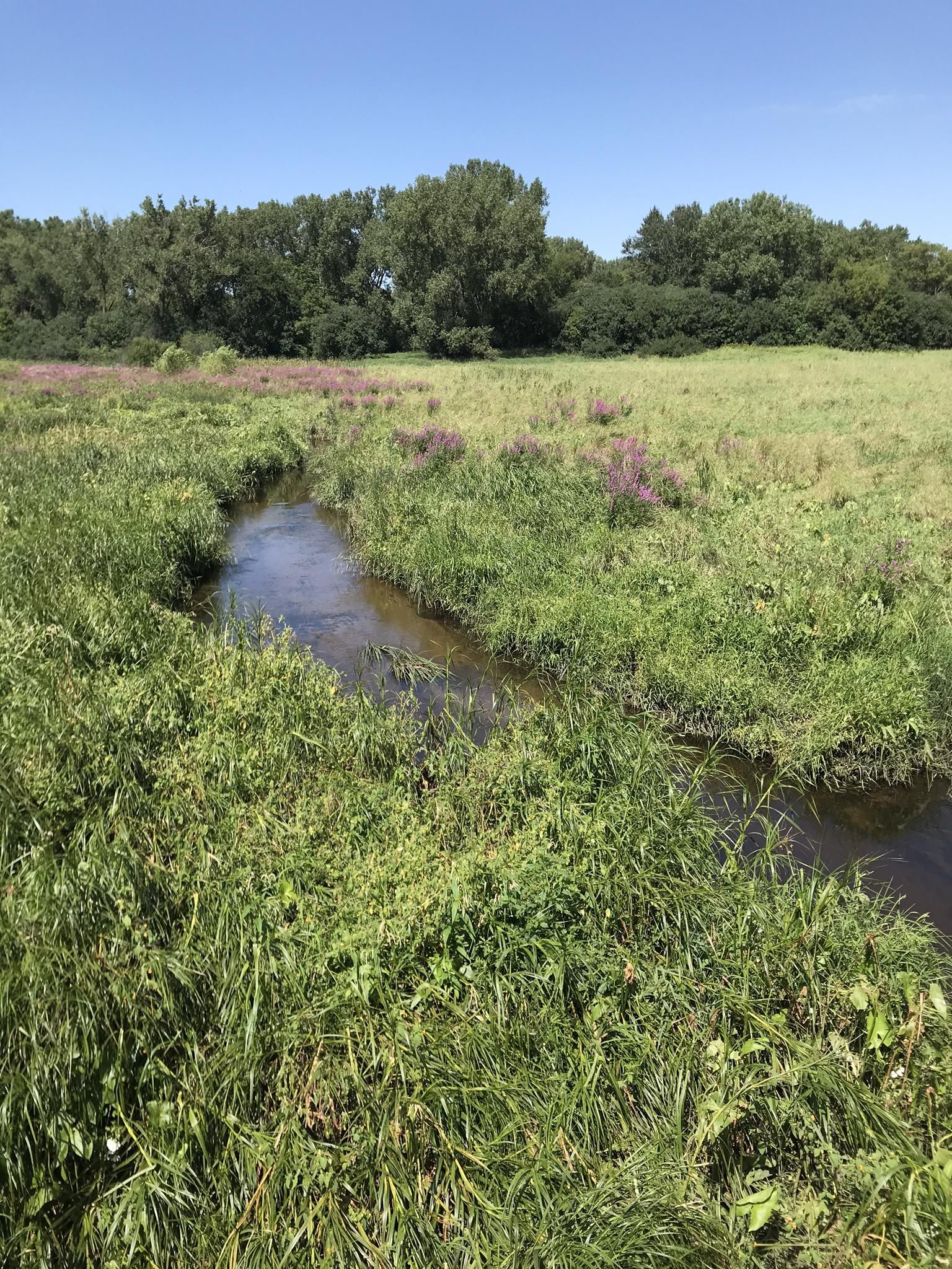 A small stream meanders through a vibrant green meadow under a blue sky. - CP Rail Regional Trail – Lake Locklear loop from Shakopee