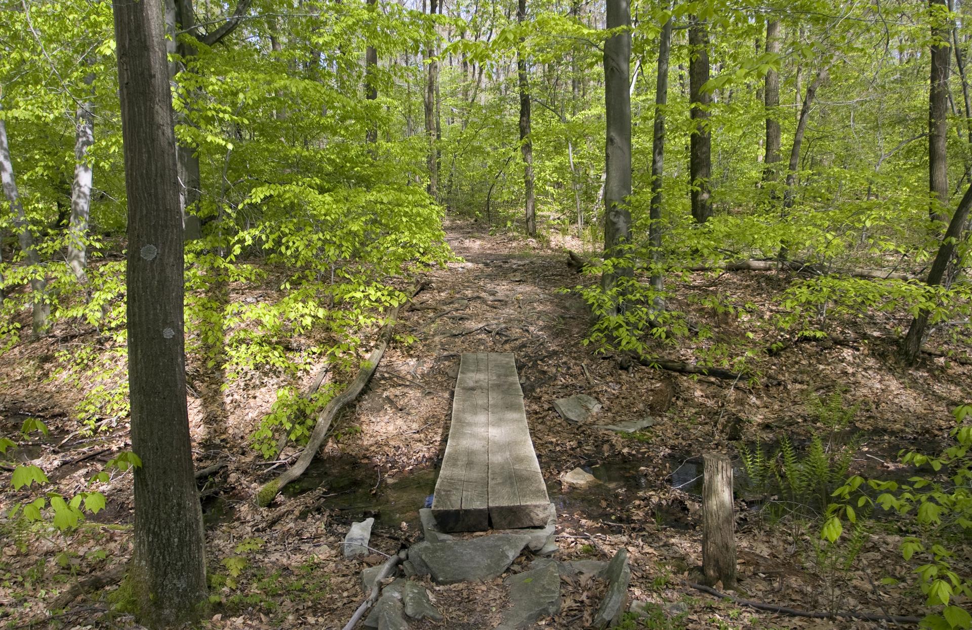 Wooden plank bridge over a small stream in a lush green forest.