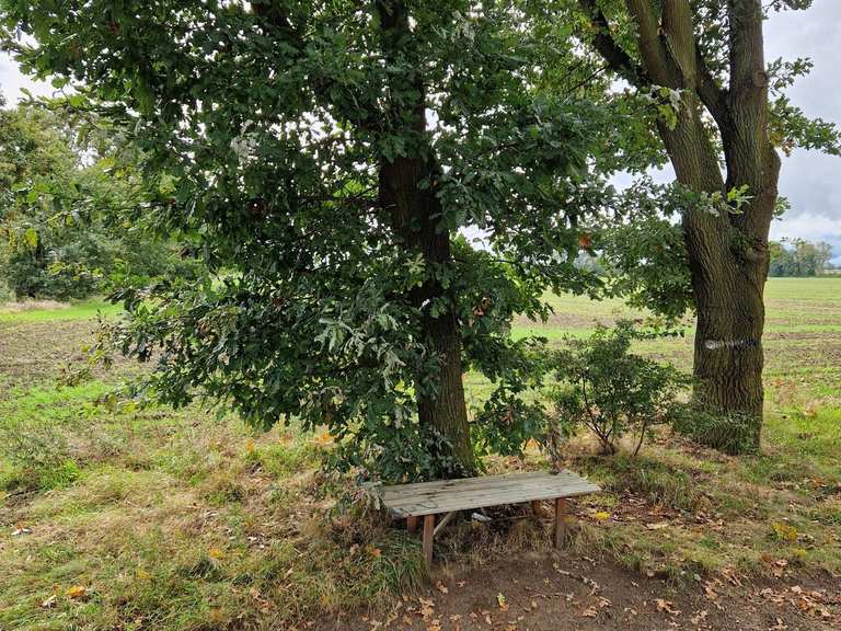 Bench in the shade of old trees Cycle Routes and Map Komoot