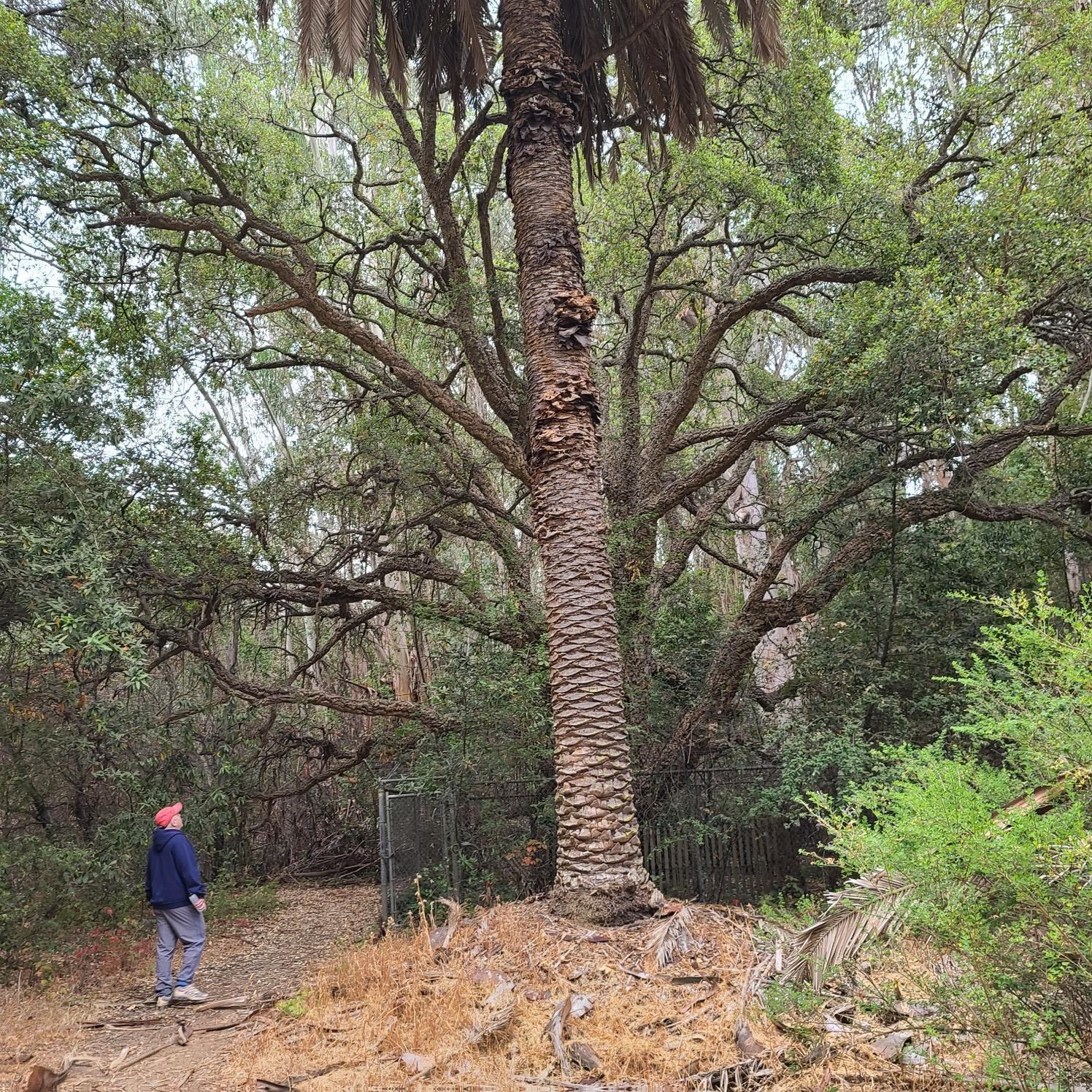 Person looking up at a tall palm tree in a dense, green forest.