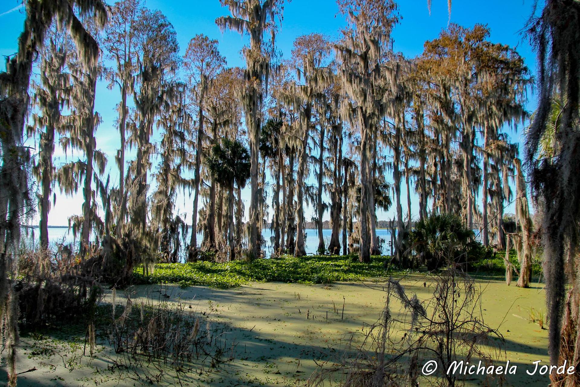 Sunny wetland with cypress trees draped in moss and green water.