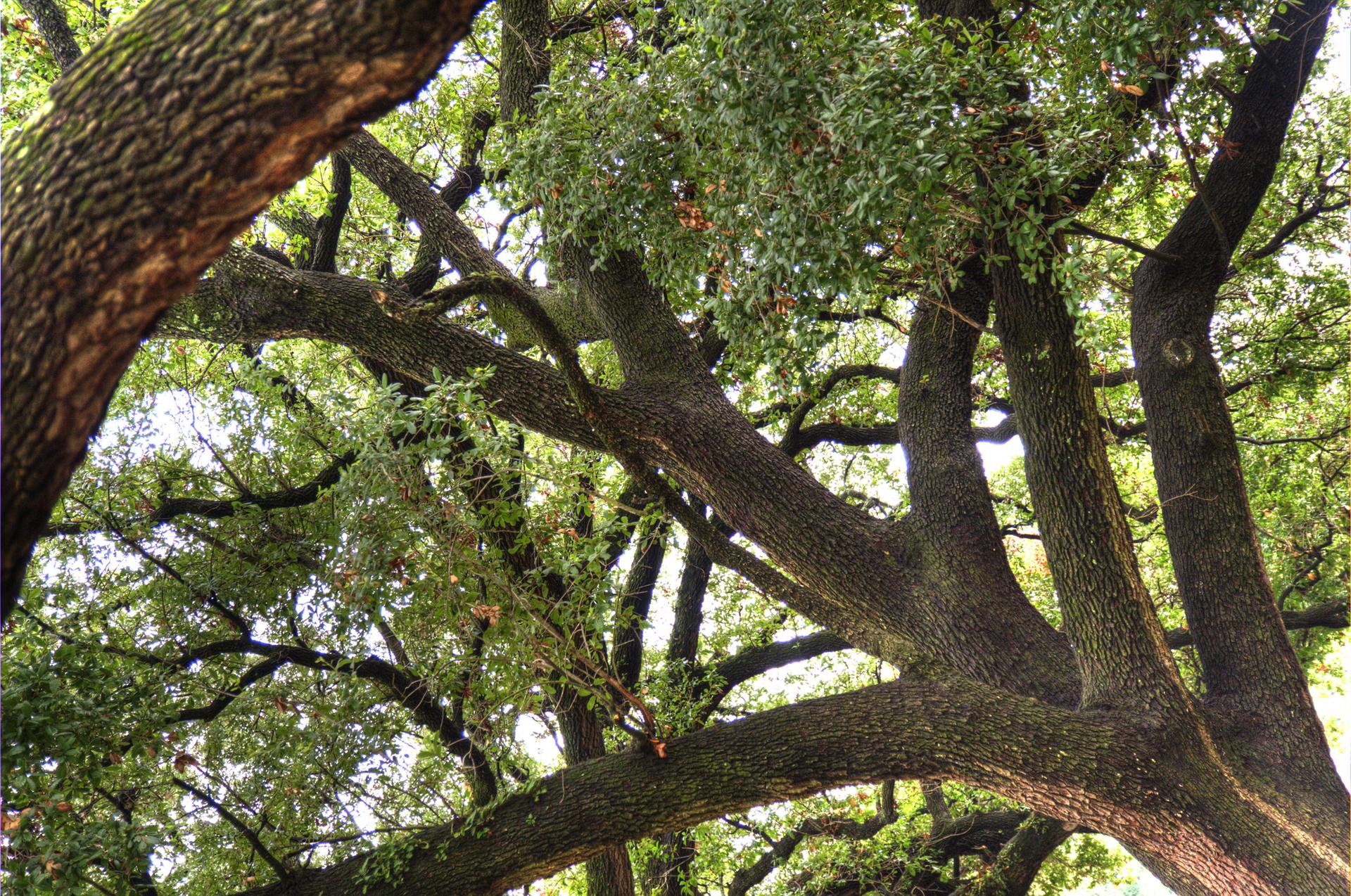 Close-up view of thick, gnarled tree branches with vibrant green leaves.