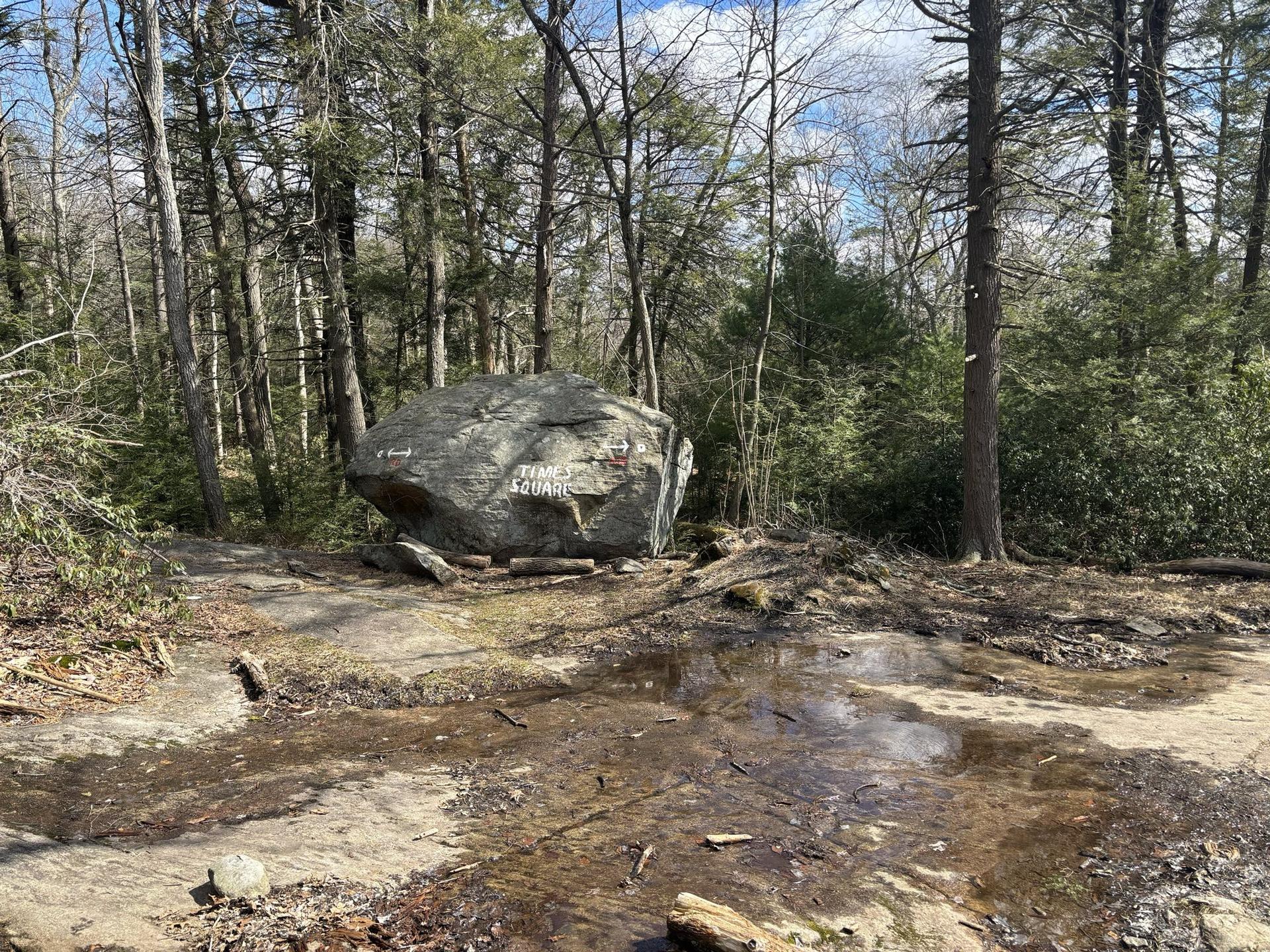 Large boulder with markings in a sunny, muddy forest clearing.
