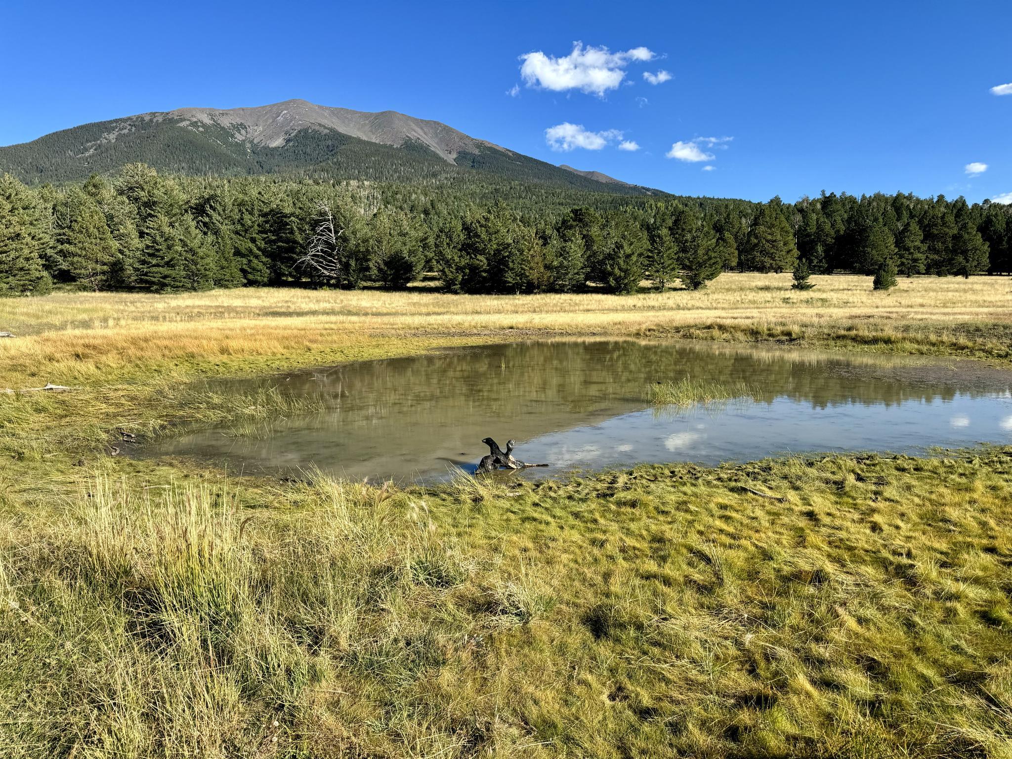 Sunny pond in a grassy meadow with evergreen trees and a distant mountain.