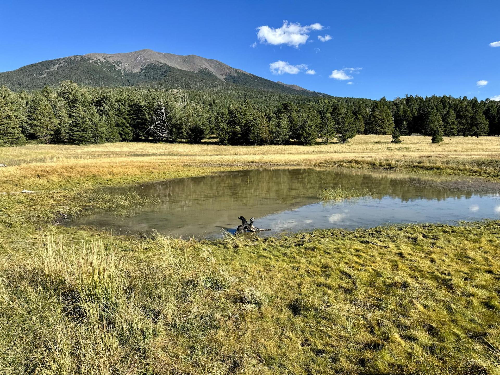 Sunny pond in a grassy meadow with evergreen trees and a distant mountain.