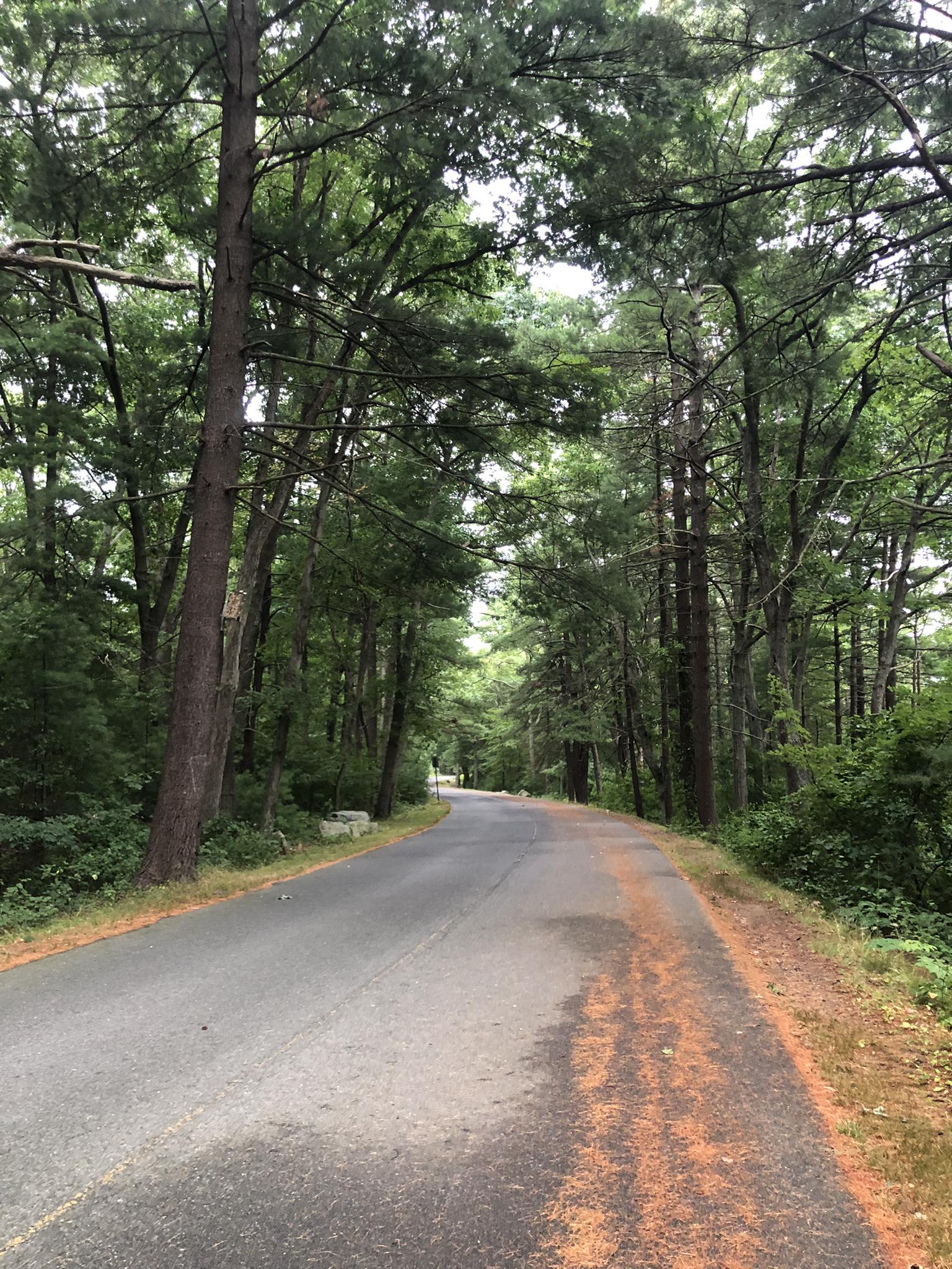 Paved road winding through a dense forest of tall green trees.