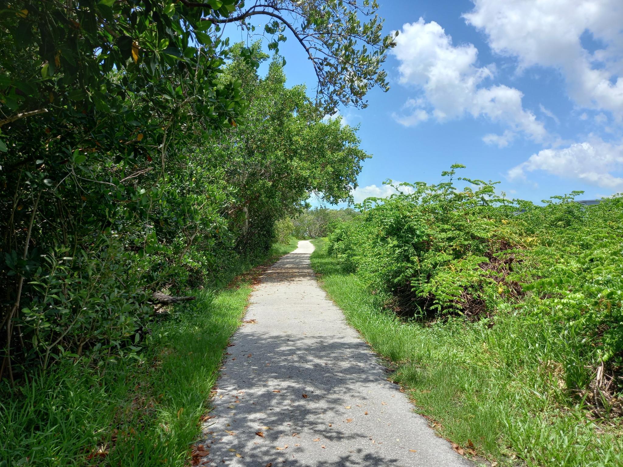 A paved path winds through dense green foliage under a bright blue sky.