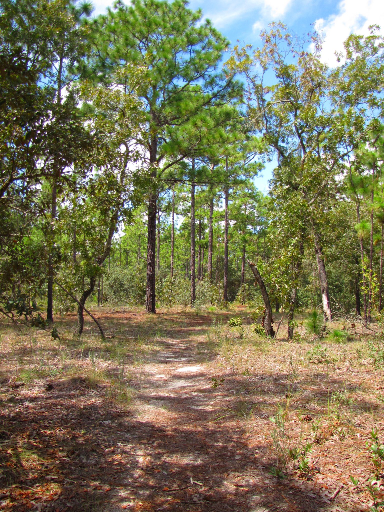 A sunlit dirt path winds through a forest of tall pine trees. - Dames Cave