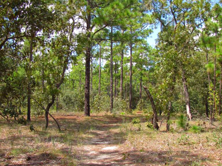 Stage Pond loop — Citrus Wildlife Management Area | hardlooproute | Komoot