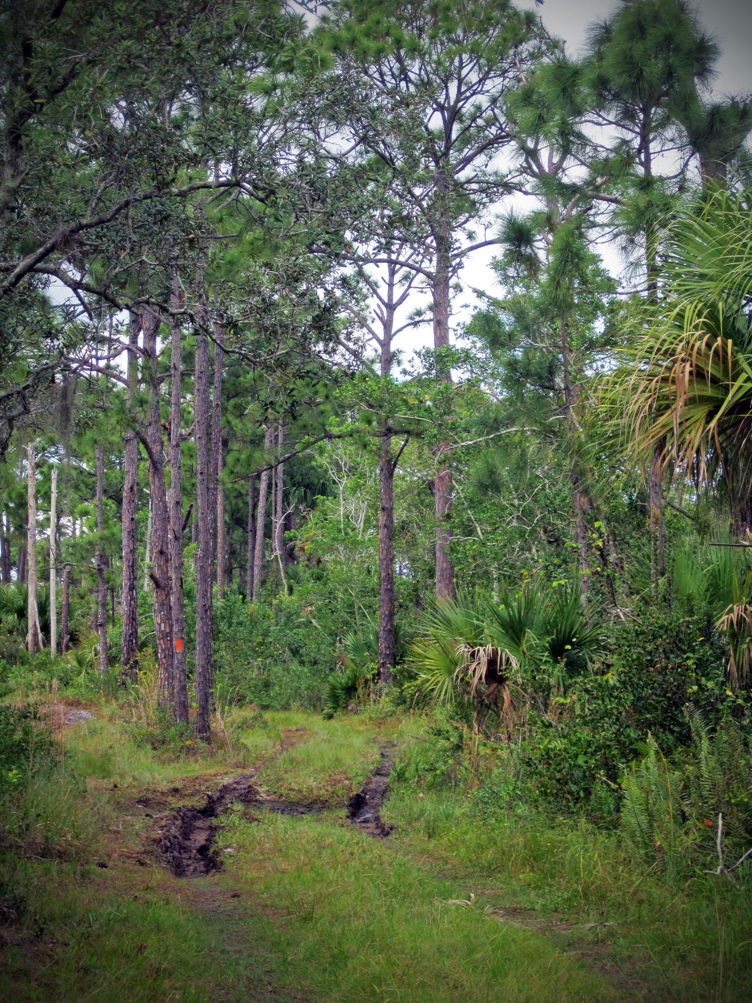 Muddy path winding through a dense, green pine forest under an overcast sky.