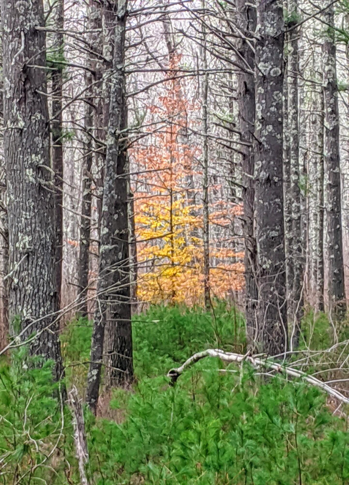 Overcast forest with a vibrant yellow and orange tree among dark trunks.