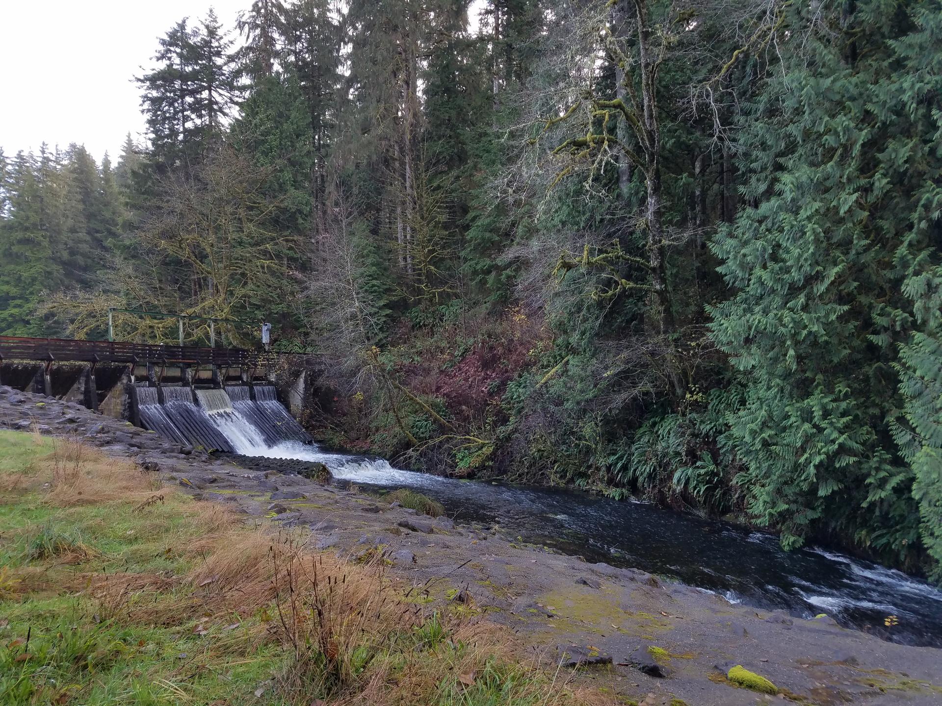 A small dam and waterfall on a river in a dense forest.