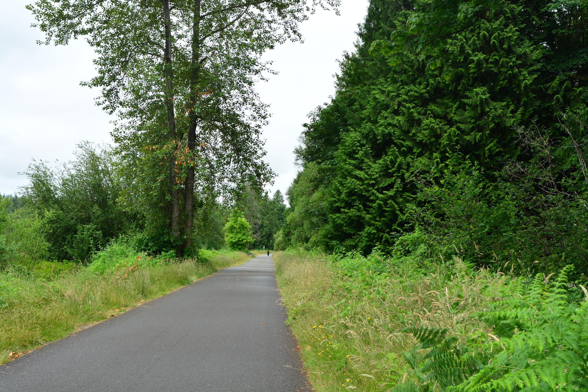 Paved path through lush green forest under an overcast sky, person walking.
