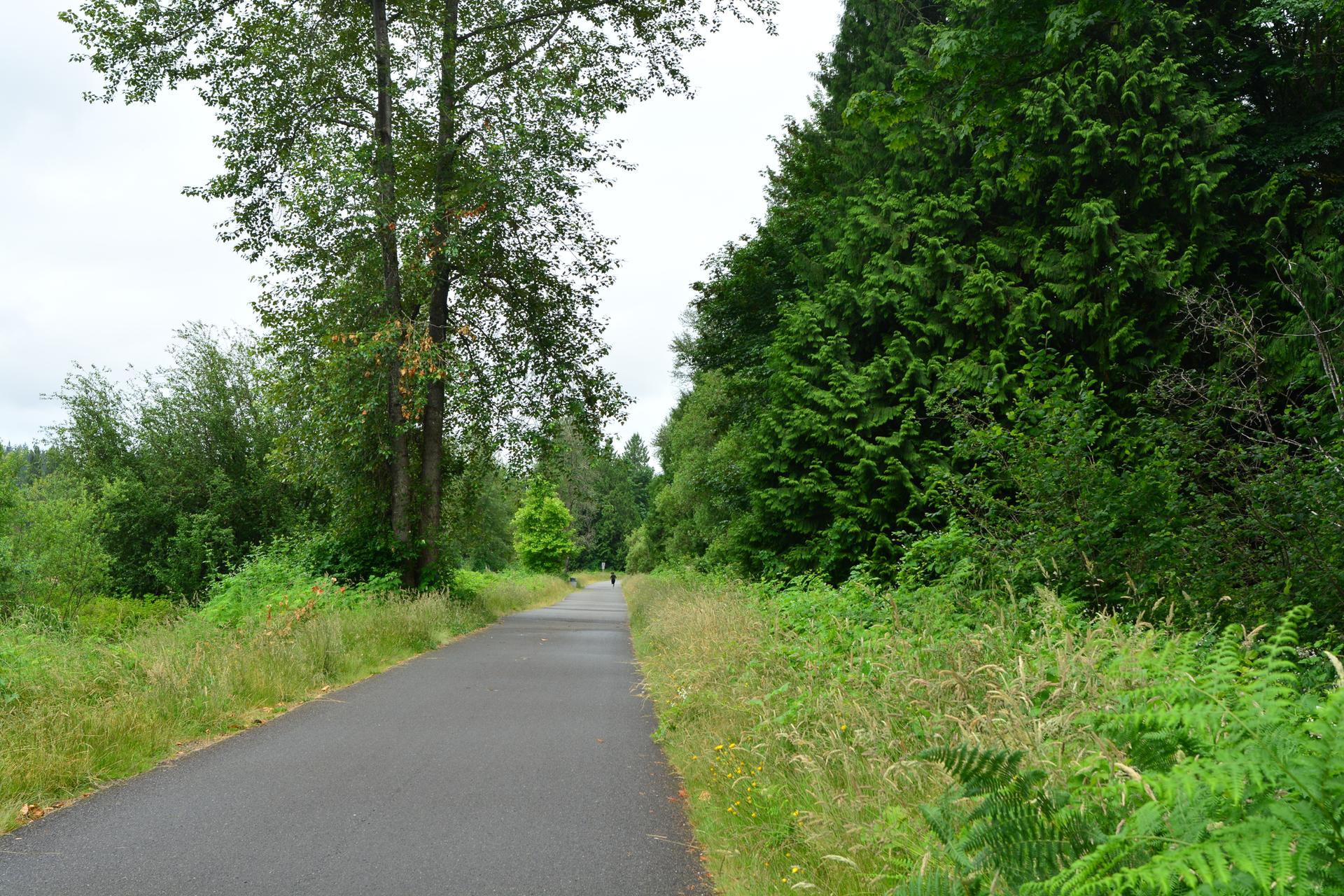 Paved path through lush green forest under an overcast sky, person walking.